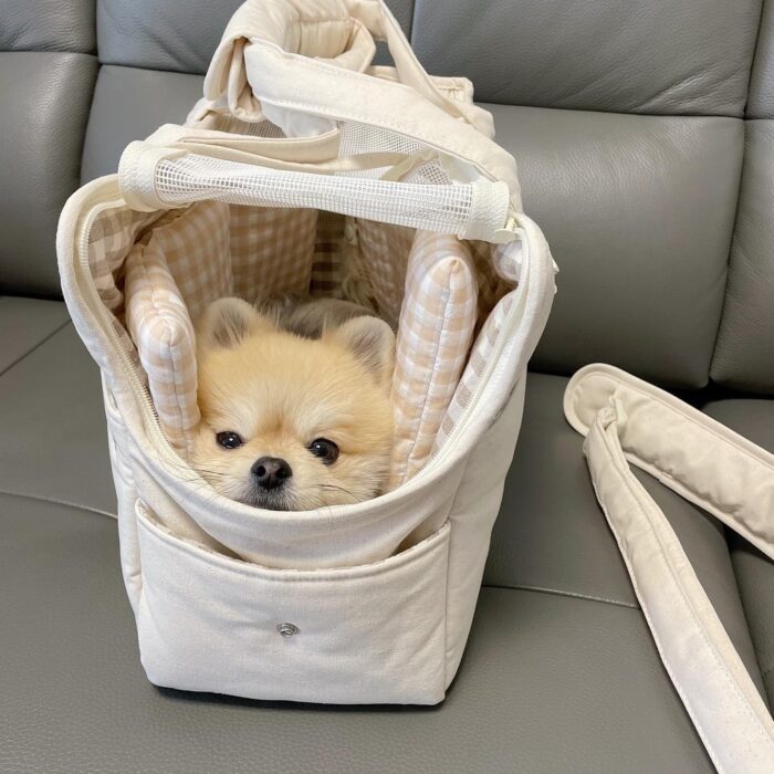 Sac beige sur canapé en cuir gris avec un petit chien beige aux yeux noirs à l'intérieur
